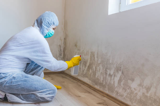 Licensed Mold Testing service in Wheaton, MD - WQB Mold Removal